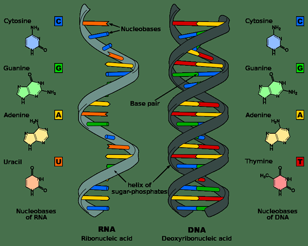 Diferencia entre 16S rRNA y 16S rDNA