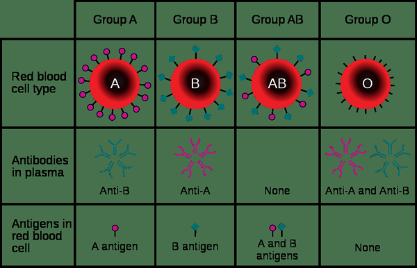 Diferencia entre ABO y el sistema de agrupación de sangre de Rh