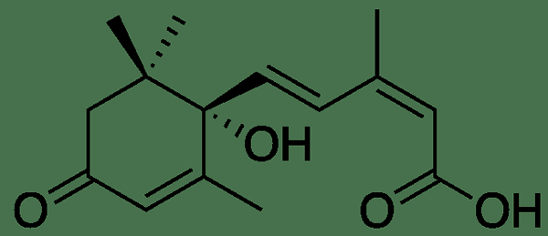 Différence entre l'acide abscisique et les gibberellins