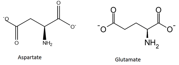 Différence entre les acides aminés acides et basiques