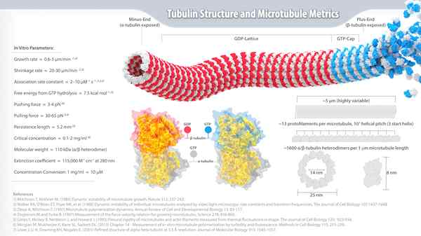 Perbezaan antara filamen actin dan microtubules