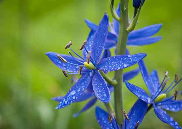 Différence entre la fleur actinomorphe et zygomorphe