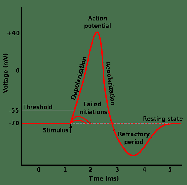 Diferencia entre el potencial de acción y el potencial sináptico