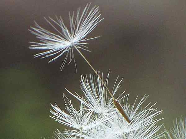 Différence entre la dispersion active et passive