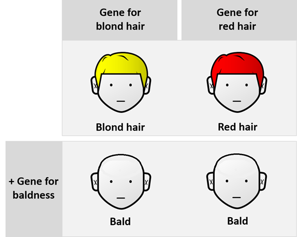 Diferencia entre patrones genéticos aditivos y no aditivos