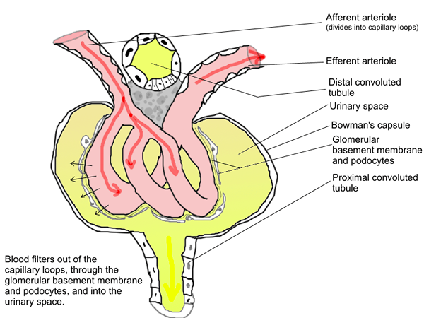 Diferencia entre arteriolas aferentes y eferentes