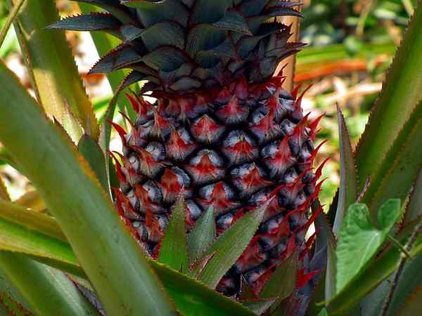 Différence entre les fruits agrégés et les fruits multiples