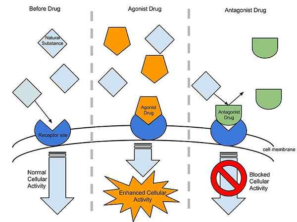 Diferencia entre drogas agonistas y antagonistas
