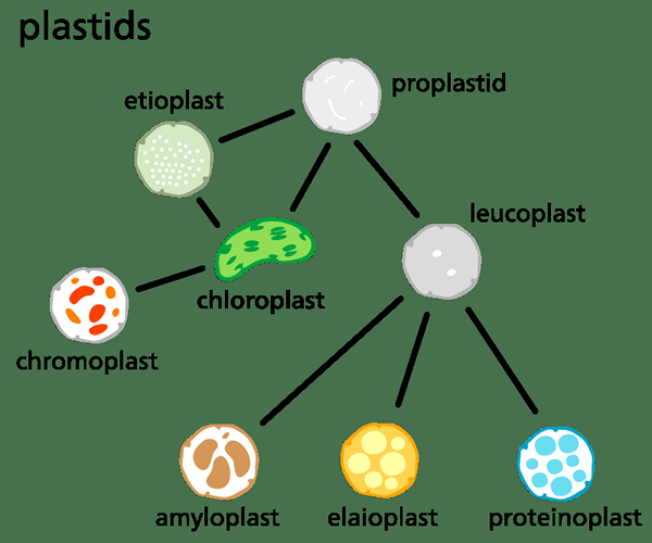 Diferencia entre Aleuroplasts y ElaioPlasts