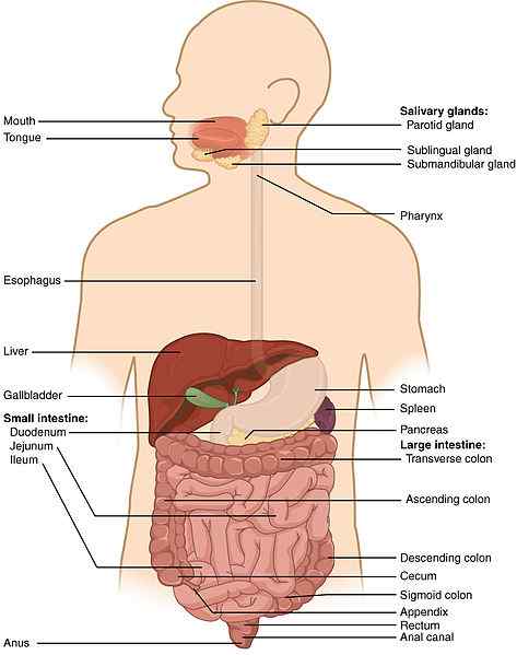 Différence entre le canal alimentaire et le système digestif
