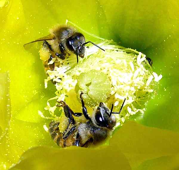 Diferencia entre la alogamia y la autogamia