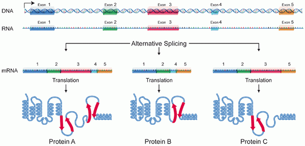 Perbezaan antara isozyme allozyme dan isoform