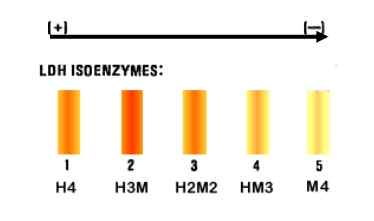 Différence entre les allozymes et les isozymes