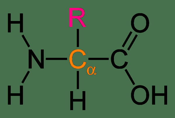 Unterschied zwischen Alpha und Beta -Aminosäure