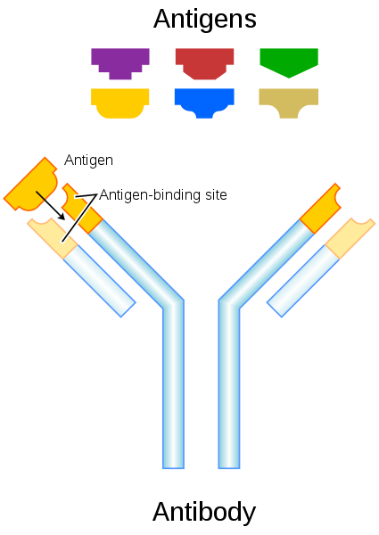 Différence entre Alpha Beta et Gamma Globulins