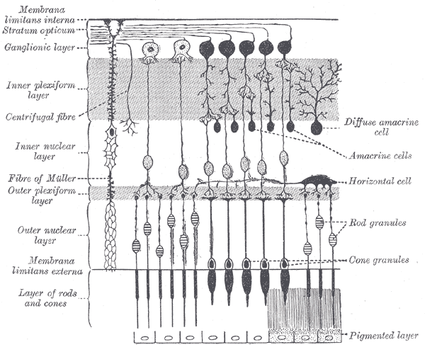 Différence entre les cellules amacrines et horizontales