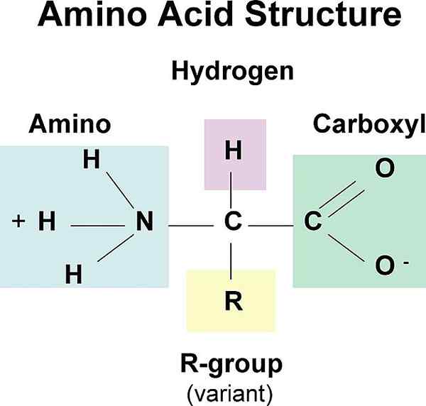Perbedaan antara asam amino dan nukleotida