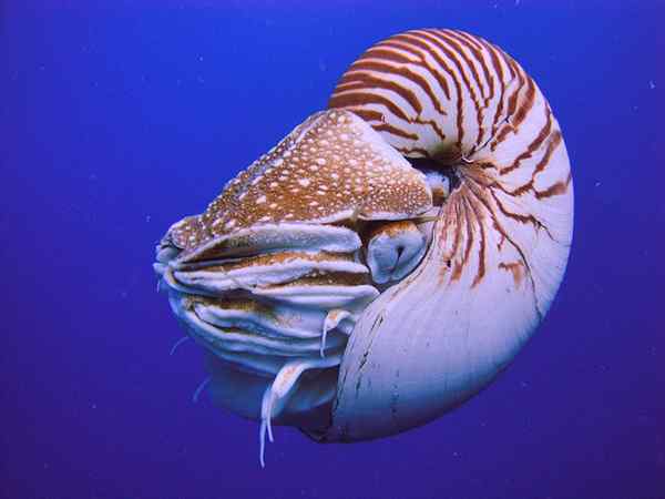 Différence entre l'ammonite et le nautilus