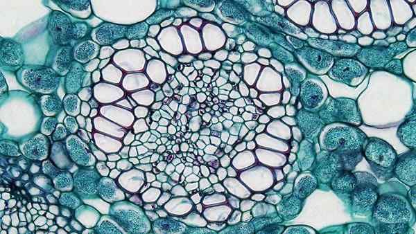 Différence entre amphicribral et amphivasal