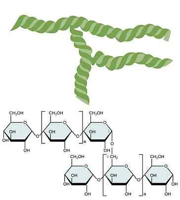 Différence entre l'amylopectine et le glycogène