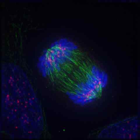 Unterschied zwischen Anaphase und Telophase