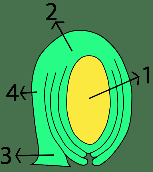 Perbezaan antara ovule anatropus dan orthotropous