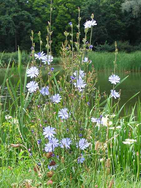 Différence entre les plantes annuelles et vivaces