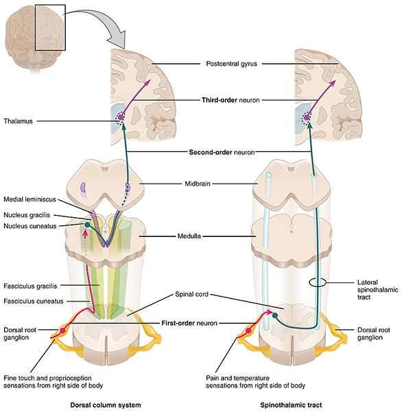 Unterschied zwischen anterolateralem System und Rückensäulensystem