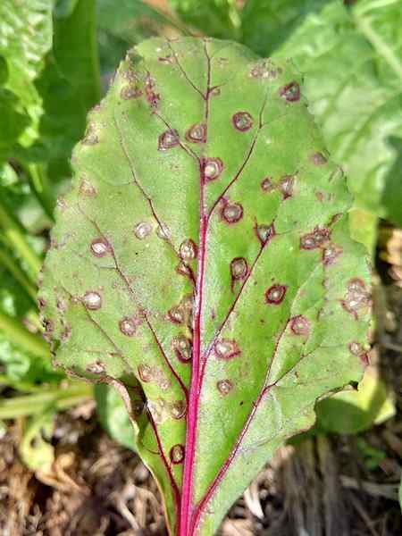 Perbedaan antara bintik daun antracnose dan cercospora