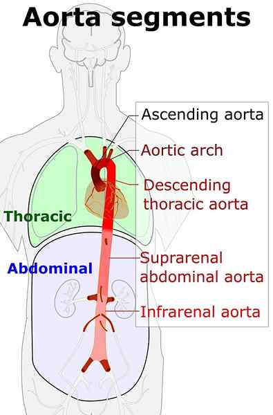 Unterschied zwischen Aorta und Arterie