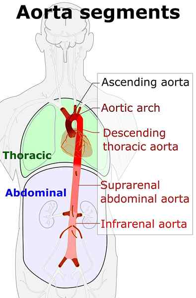 Diferencia entre aorta y arteria pulmonar