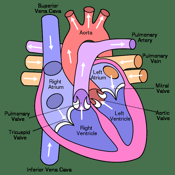 Perbedaan antara aorta dan vena cava