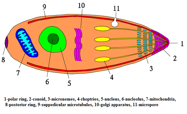 Perbezaan antara apicomplexia dan ciliophora
