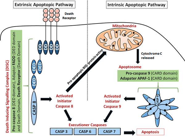 Unterschied zwischen Apoptose und Pyroptose