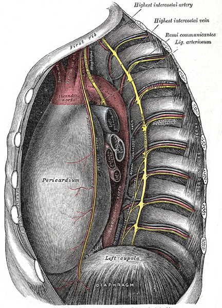 Diferencia entre la aorta ascendente y descendente