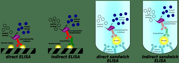 Unterschied zwischen Assay und Potenz