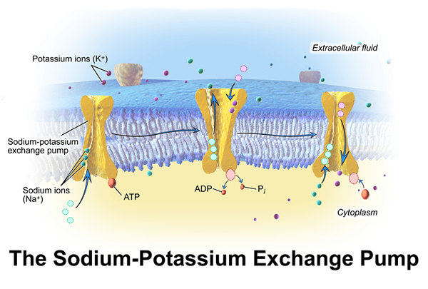 Perbedaan antara ATPase dan ATP synthase