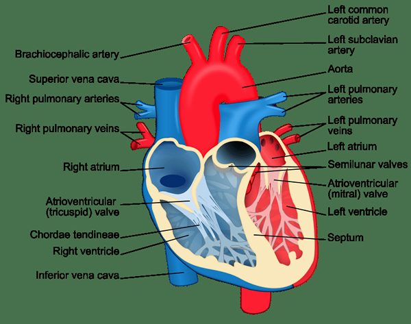 Diferencia entre aurícula y ventrículo