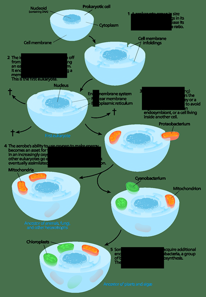 Unterschied zwischen autogener Theorie und endosymbiotischer Theorie