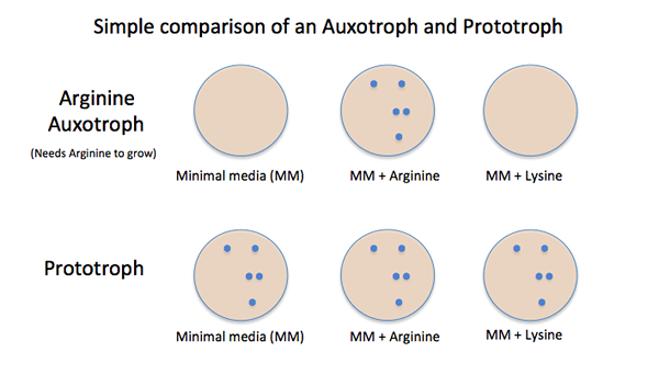 Différence entre lesotrophs et les prototrophes