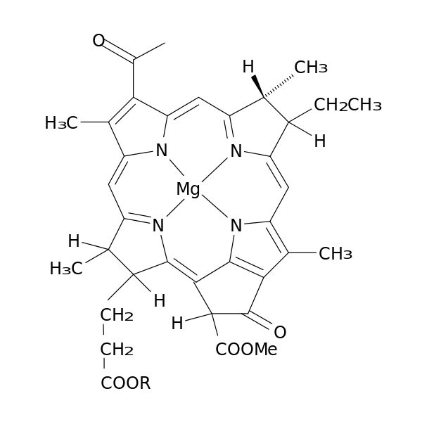 Unterschied zwischen Bakteriochlorophyll und Chlorophyll