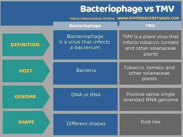 Perbedaan antara bakteriofag dan TMV