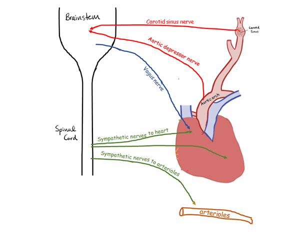 Perbezaan antara baroreceptors dan chemoreceptors