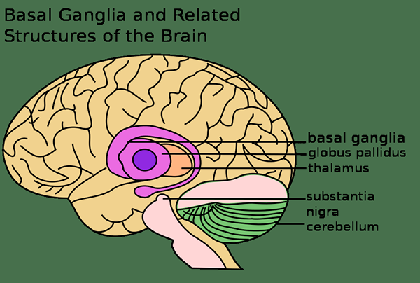 Perbedaan antara ganglia basal dan otak kecil