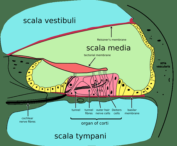 Unterschied zwischen Basilar- und Tektormembran