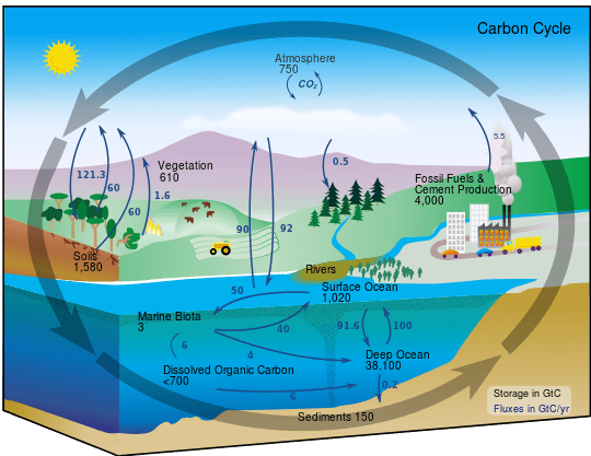 Diferencia entre bio carbono y carbono fósil