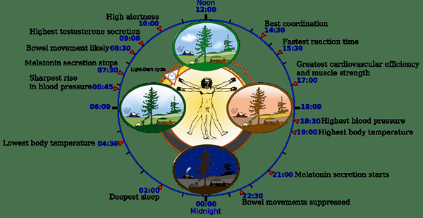 Différence entre l'horloge biologique et le rythme circadien