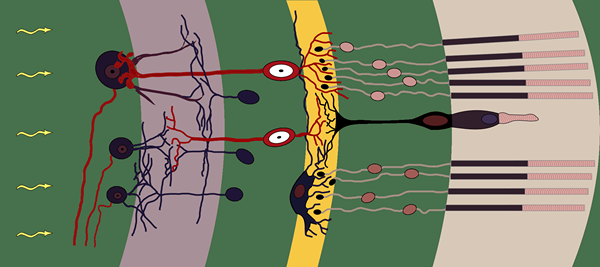 Perbezaan antara sel bipolar dan sel ganglion