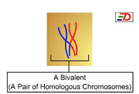 Perbedaan antara bivalen dan chiasmata di meiosis