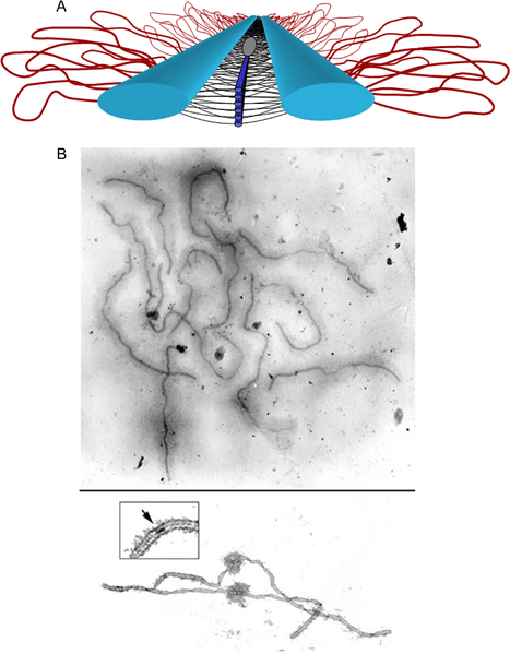 Différence entre le complexe bivalent et synaptonémal